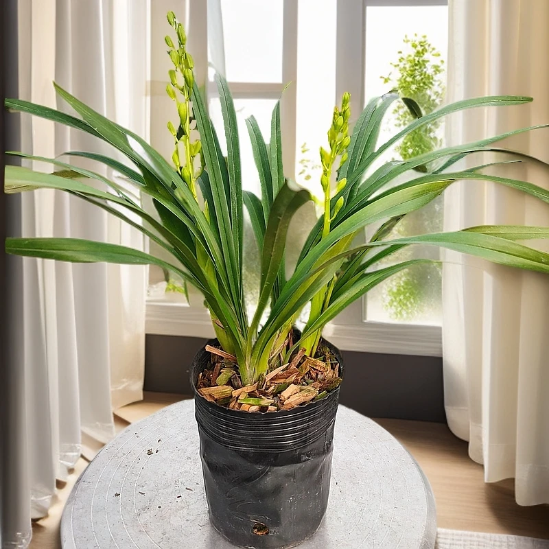 屏南兰花【带2花】高山香兰香水香兰原盆原土自然生长开花皮实好养