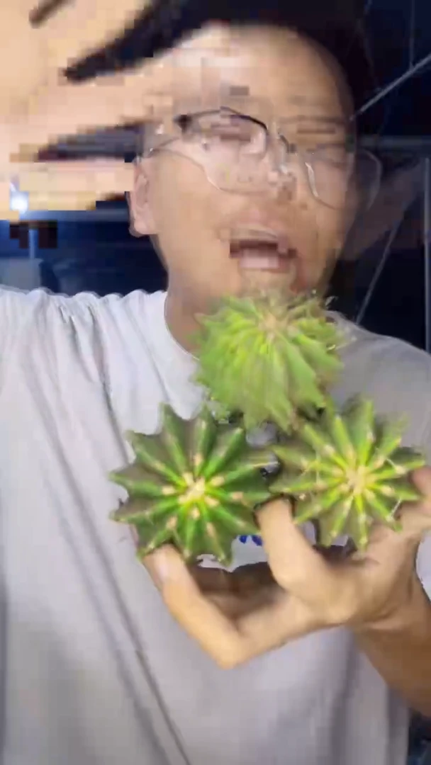 3颗 实生根  无刺王冠龙