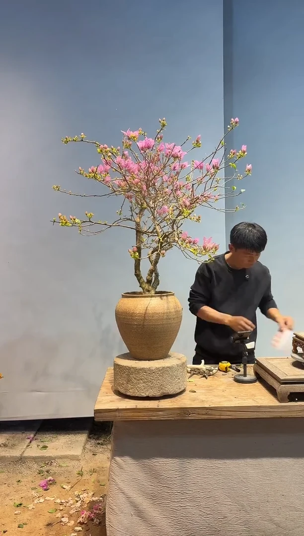 以实际为准三角梅81