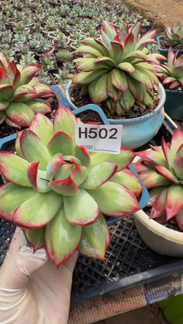 H502惊鸿仙子（裸根发货）