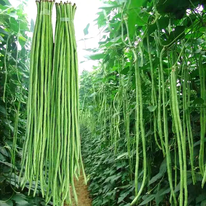 搭架长豆角种子无筋高产豇豆豇豆种子四季早熟蔬菜种子感知美豆角