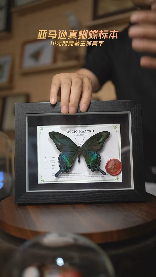 有机玻璃绿带翠凤蝶夏型8寸黑框国风版