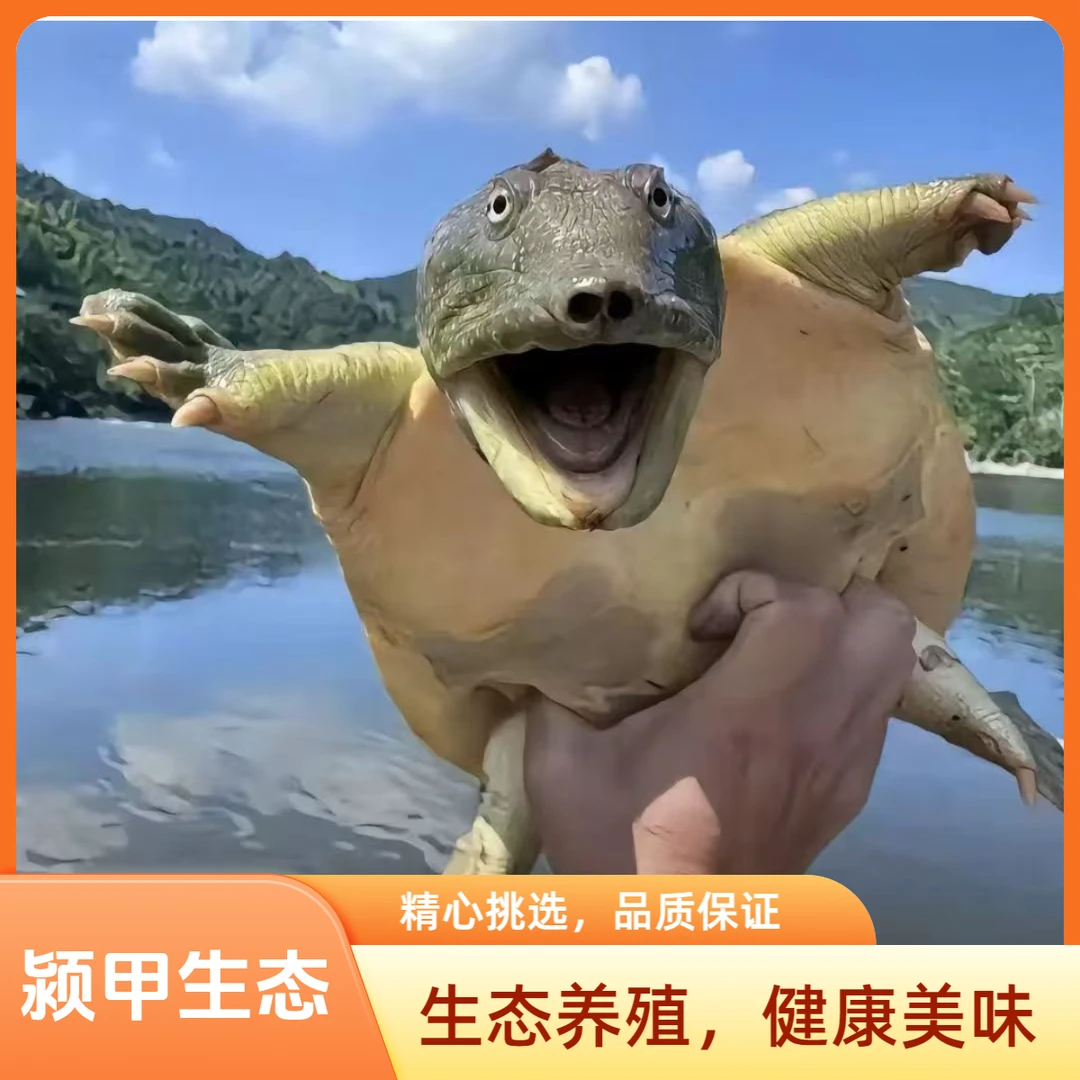 三只共{5-6}斤活鲜生猛甲鱼青黑背生态甲鱼水鱼老鳖顺丰温控到家