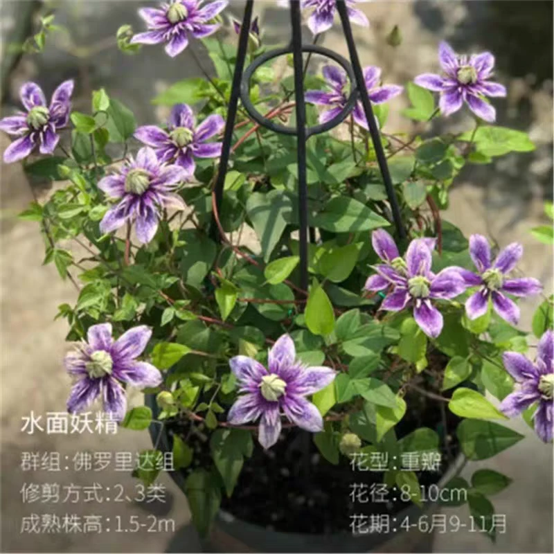 铁线莲水面妖精 21口径青山盆爬藤植物庭院耐寒阳台盆栽花卉