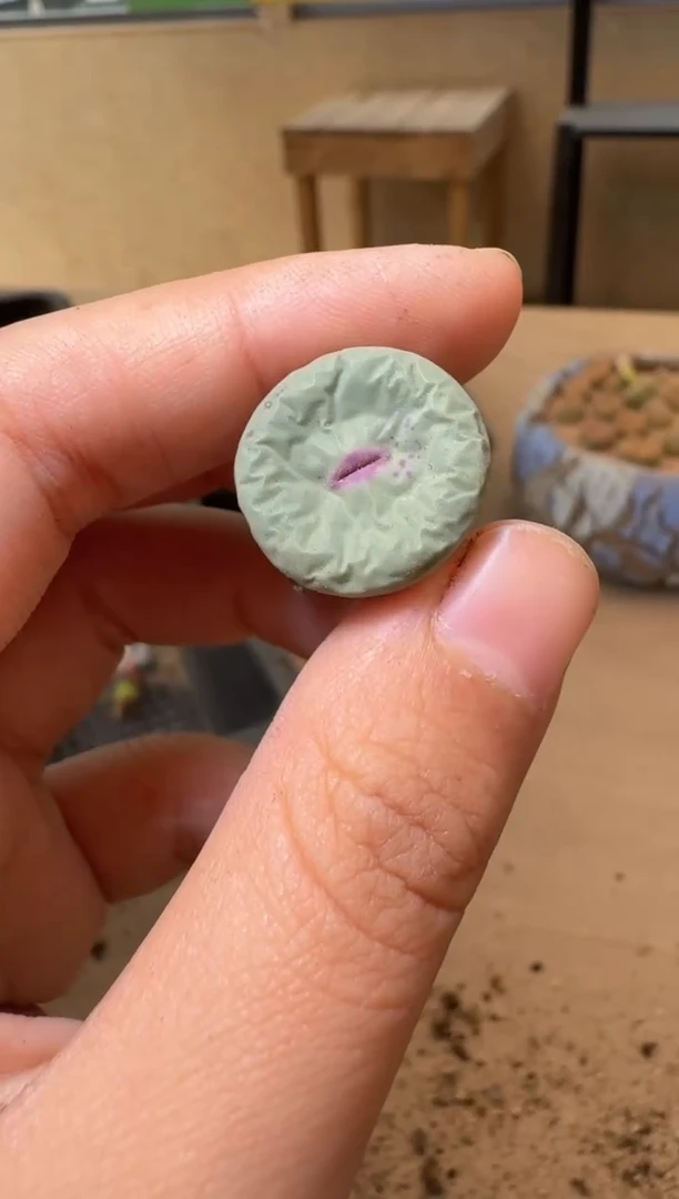 多肉植物肉锥生石花14-166
