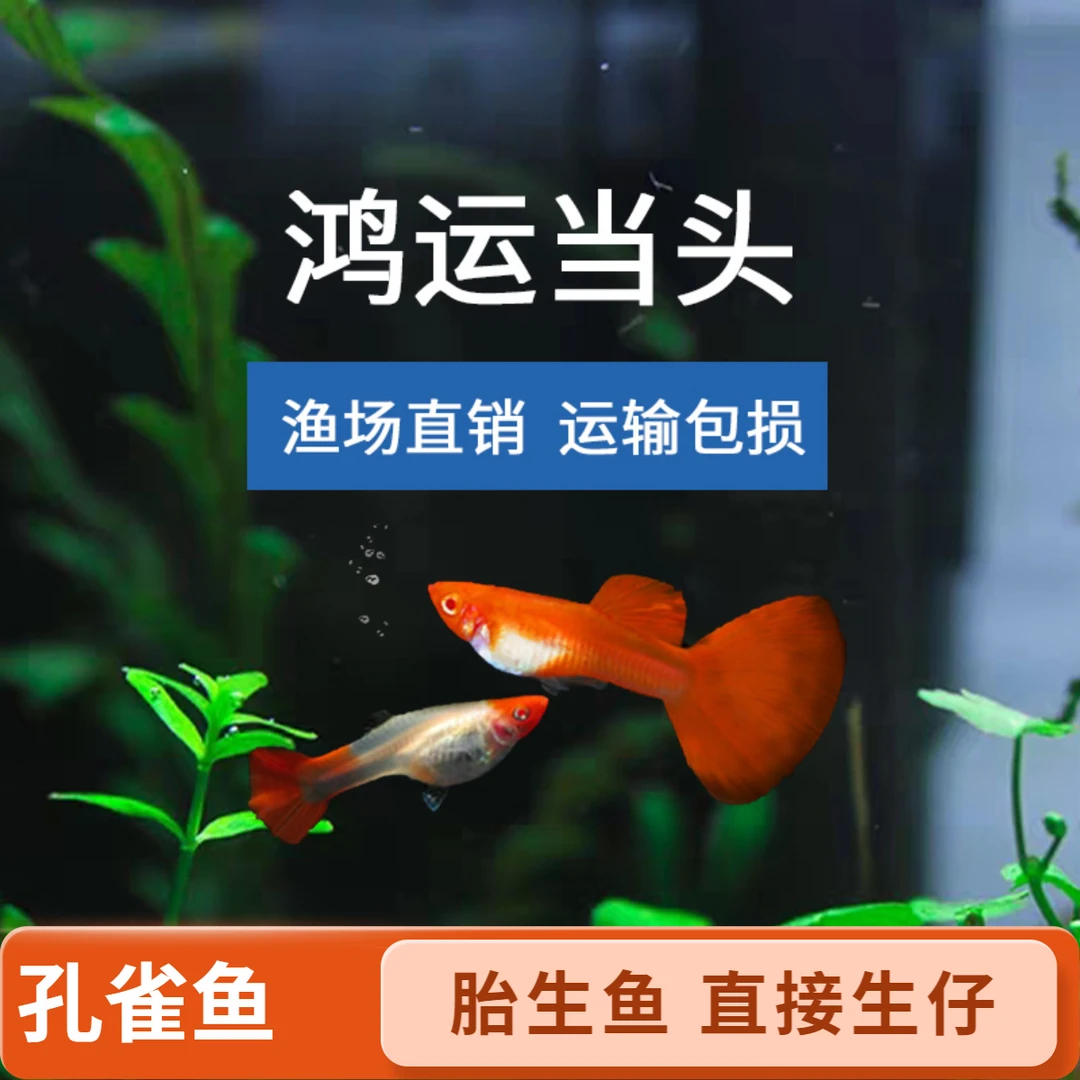 鸿运当头孔雀鱼小型热带观赏公母搭配胎生可繁殖好养淡水鱼天空蓝