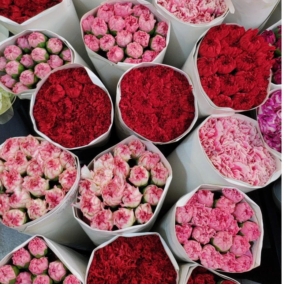 单头康乃馨10支 【全场任意满两单包邮 空运鲜花次日达】