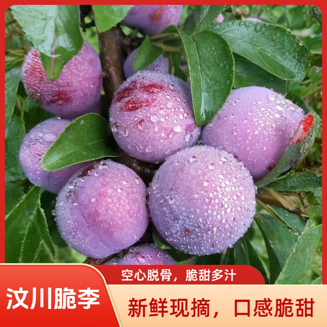 【EMS】空运汶川高山脆红李空心脱骨果园直发脆甜多汁新鲜包邮到家