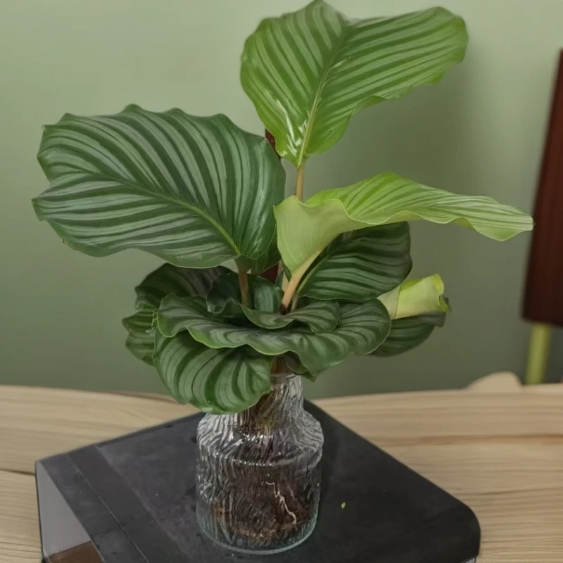 带冰川瓶青苹果竹芋网红绿植室内盆栽四季常青观叶好养30-40CM