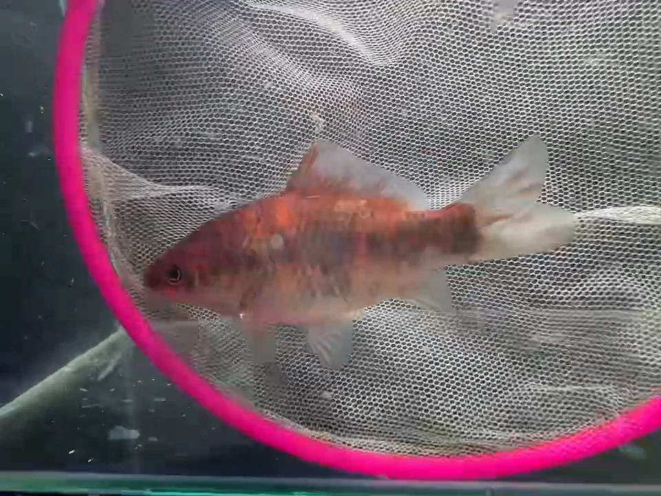 金鱼短尾草金专拍链接119