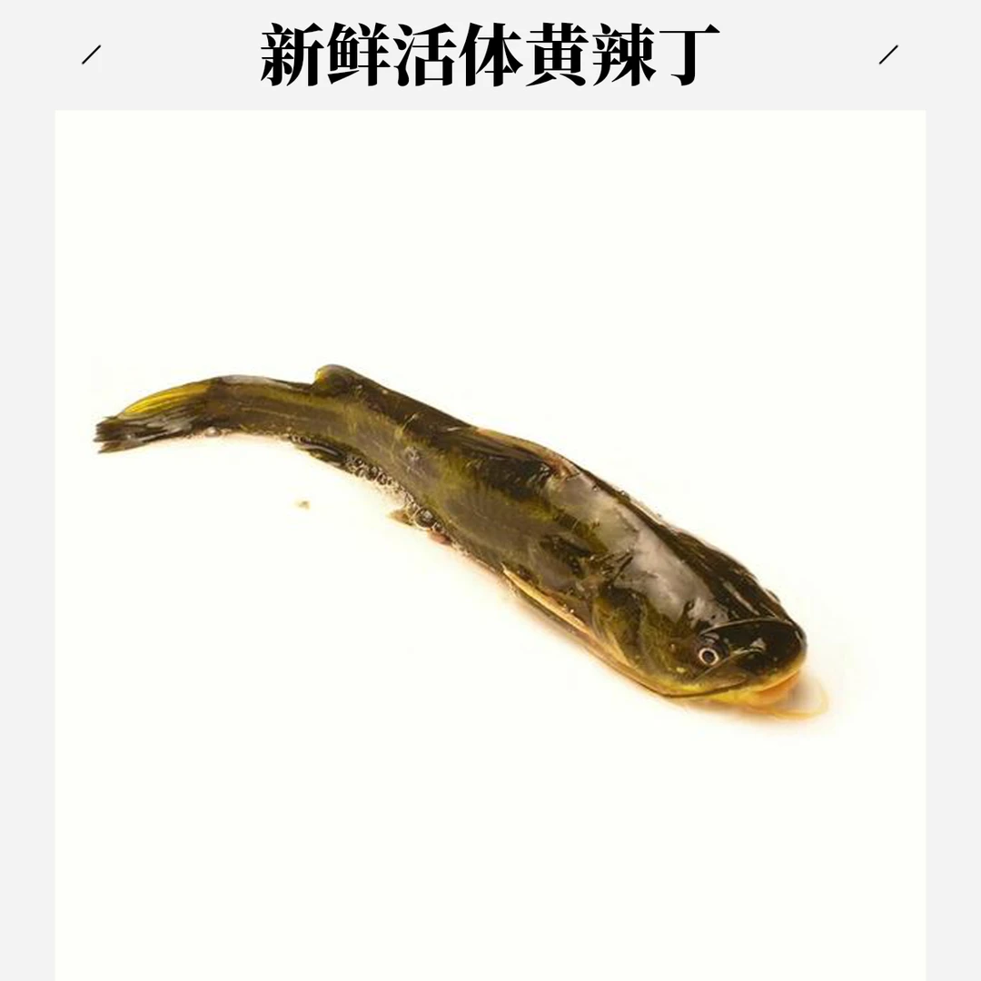 黄辣丁约500g  宰杀需备注