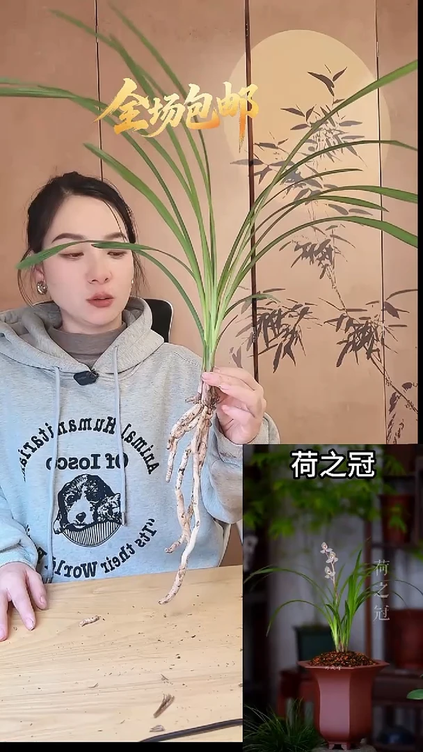 当前无花栽培后可以开花：荷之冠