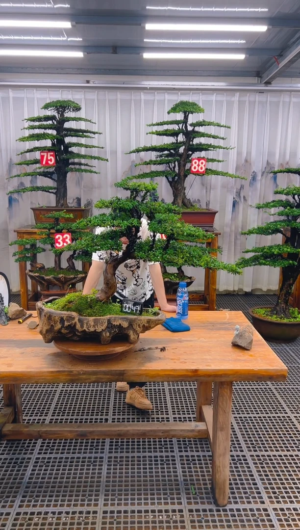 无花朵精品盆景直播间一物一拍