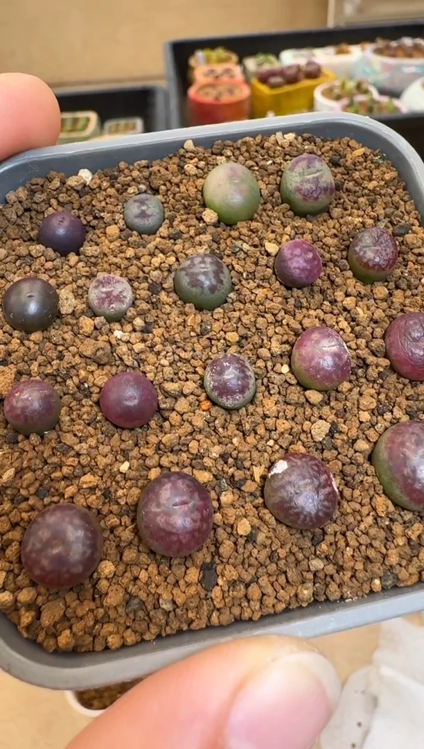 【闪购商品】1-20-59