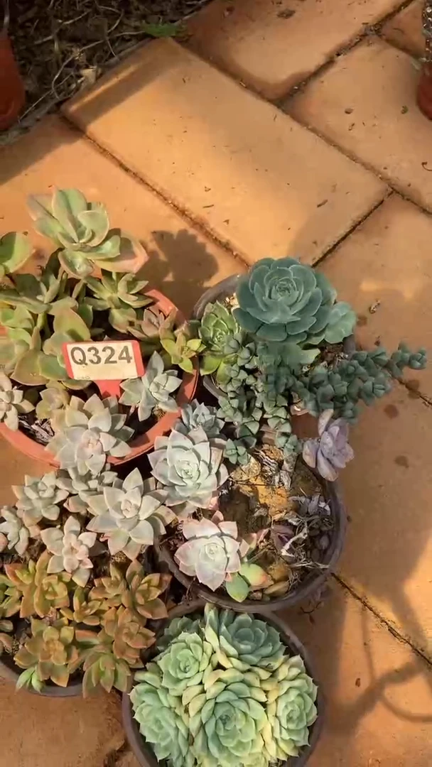 Q324多肉组合默认脱土发货