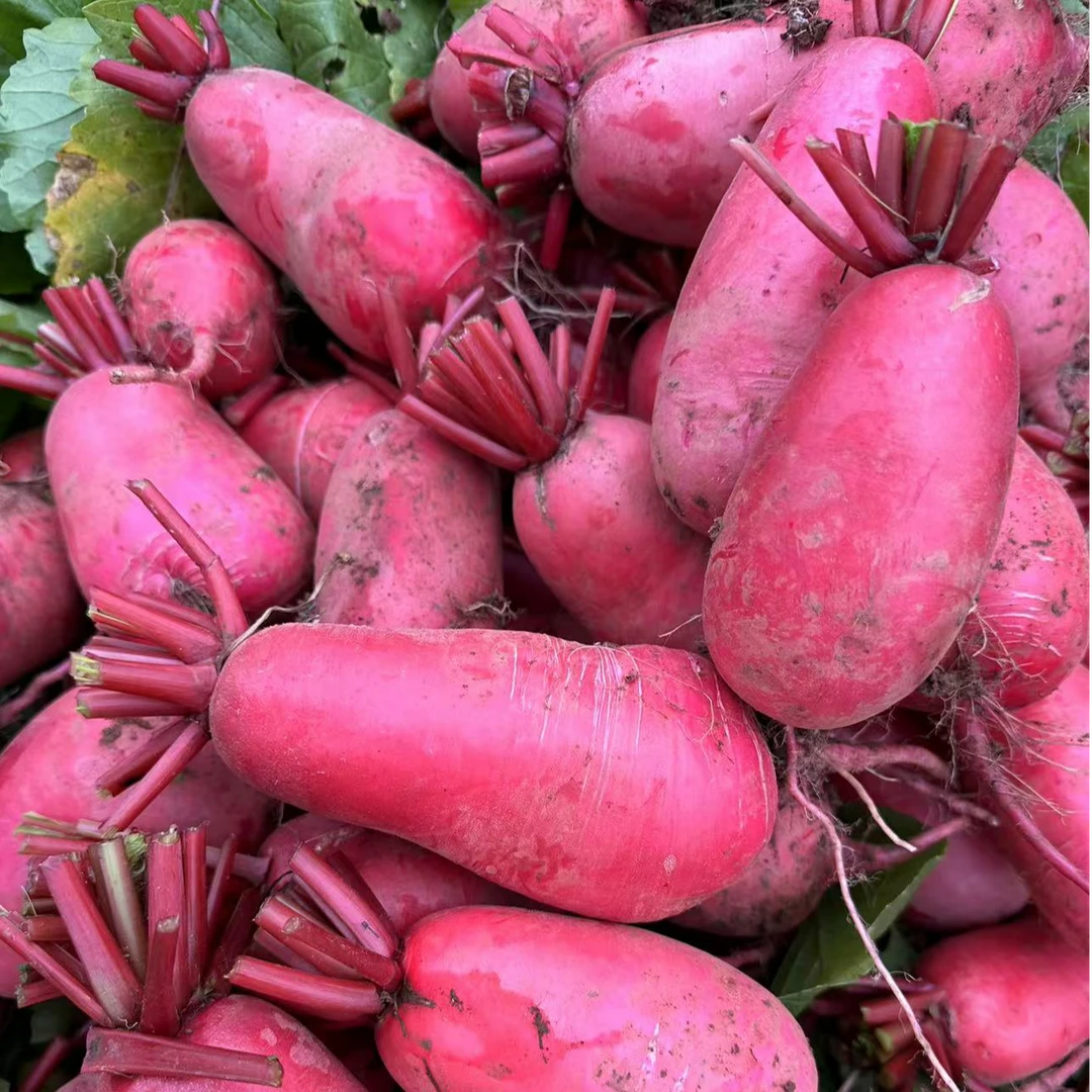 （红萝卜）农村阿婆自种，现称现卖果蔬菜农产品