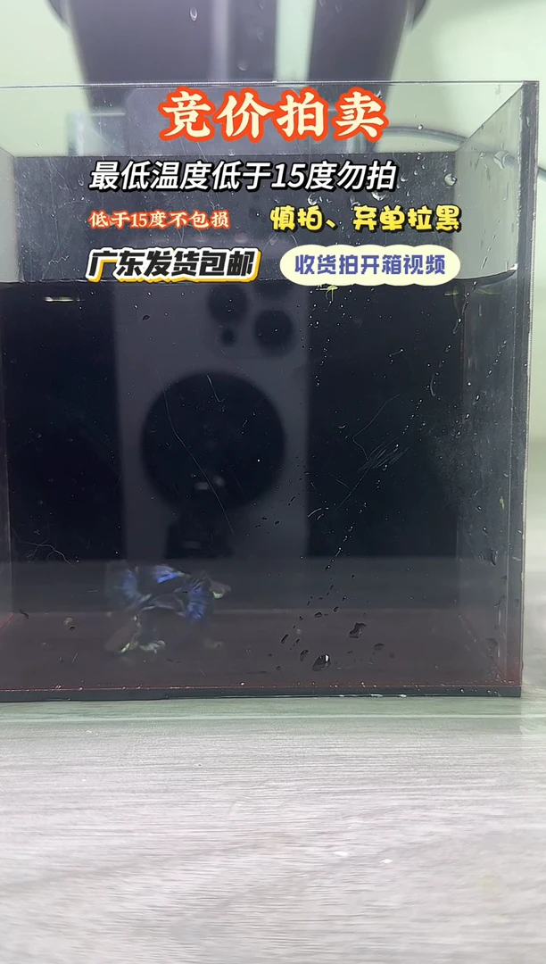 孔雀鱼120 两公鱼