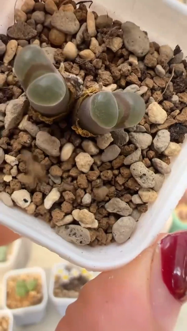 72.。。。。。。。。。。。。。。。。