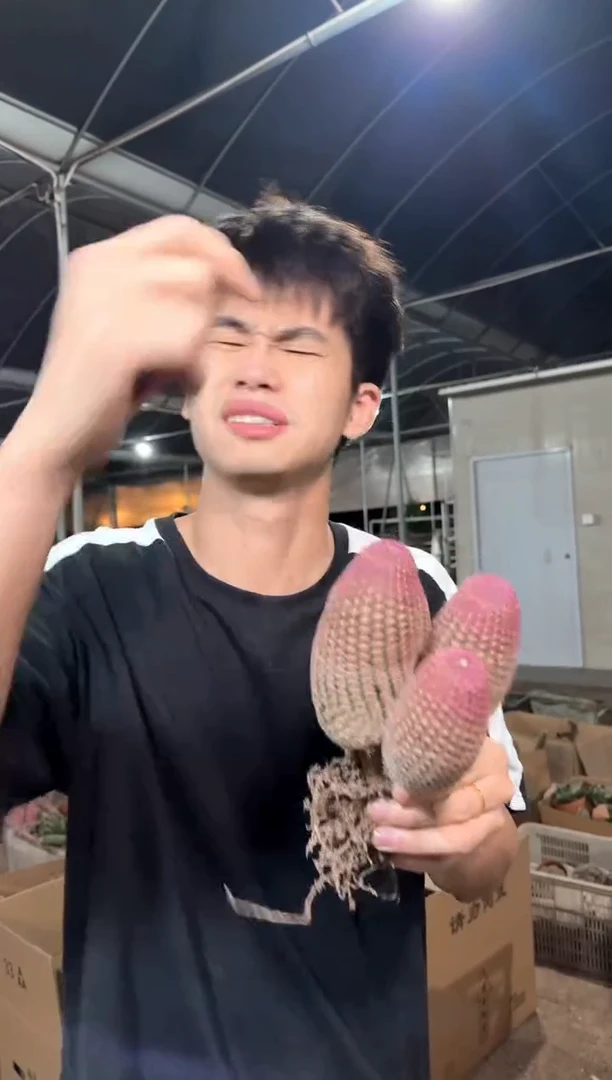 4头起 红太阳【带根】