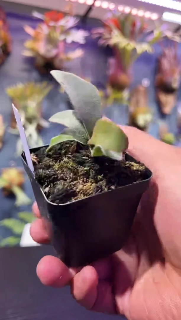 完全开放福利杯苗编号11 北猴