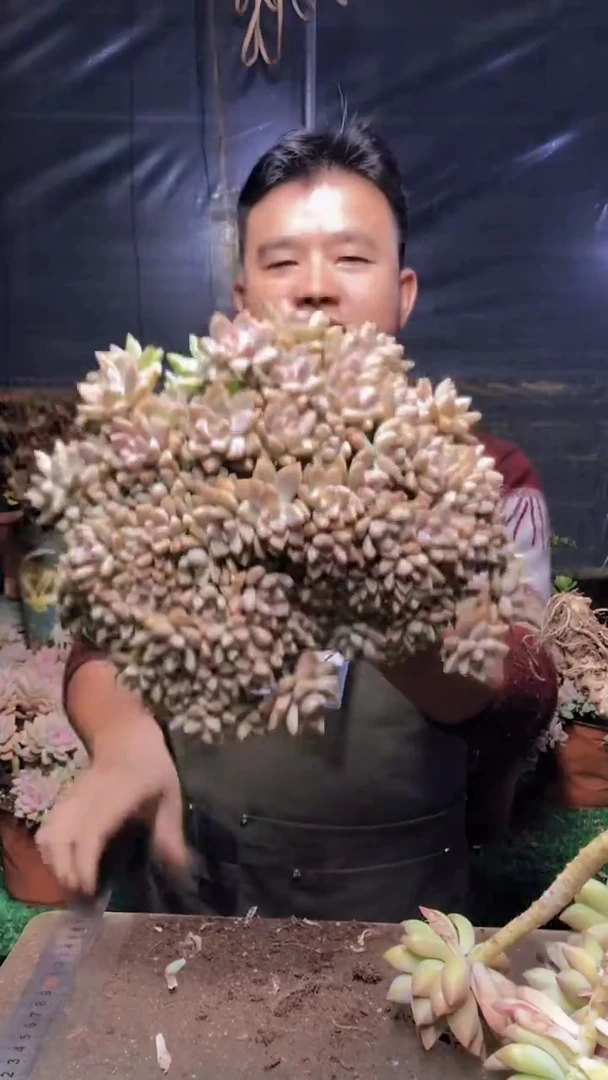 220淡雪缀化一物一拍