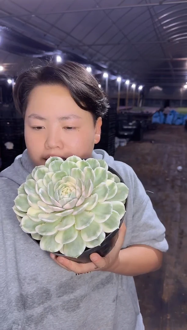 大单头昂斯诺锦9.99