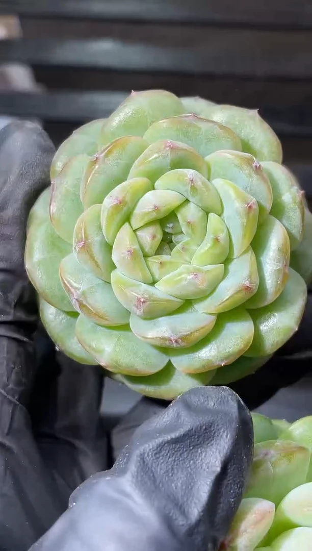 26-67 深蓝4-5厘米量拍发一颗