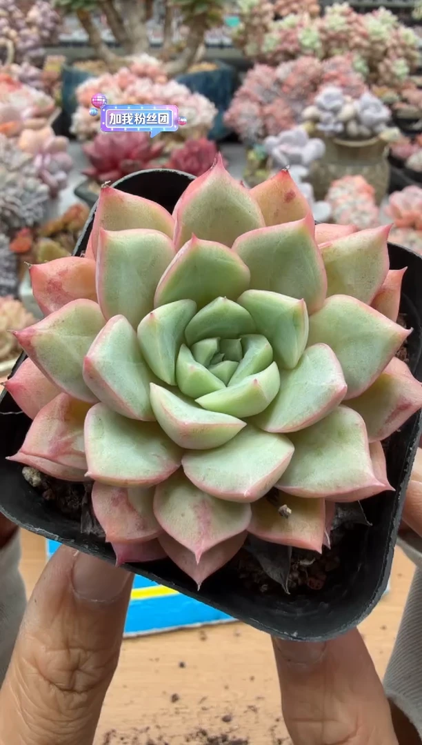 东云多肉园二店-384