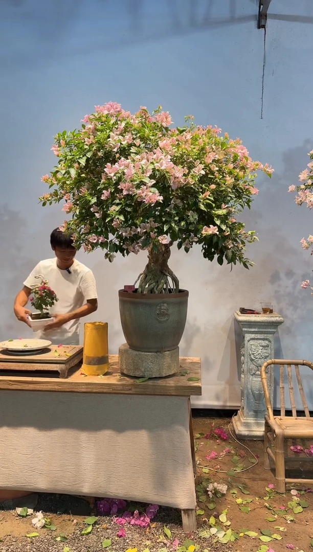 全部花朵不****?三角梅33