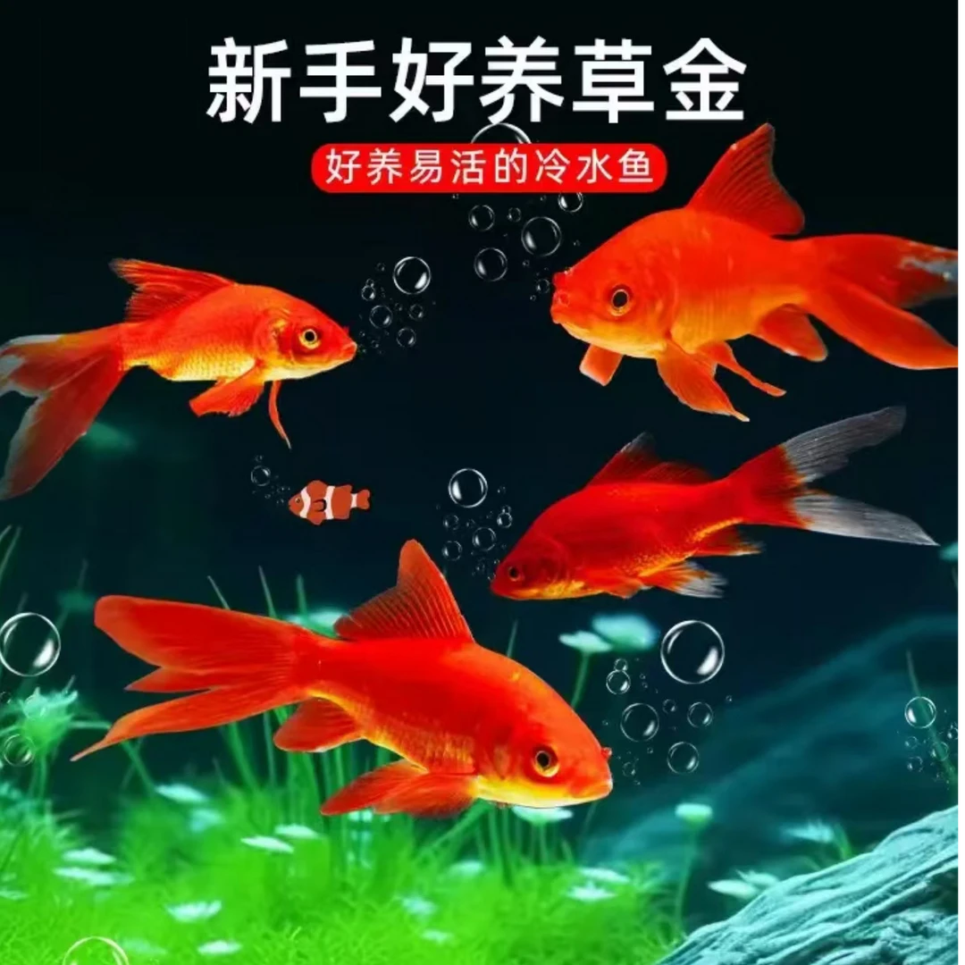 2-4cm花草耐养好活包活30条备5条到手35条