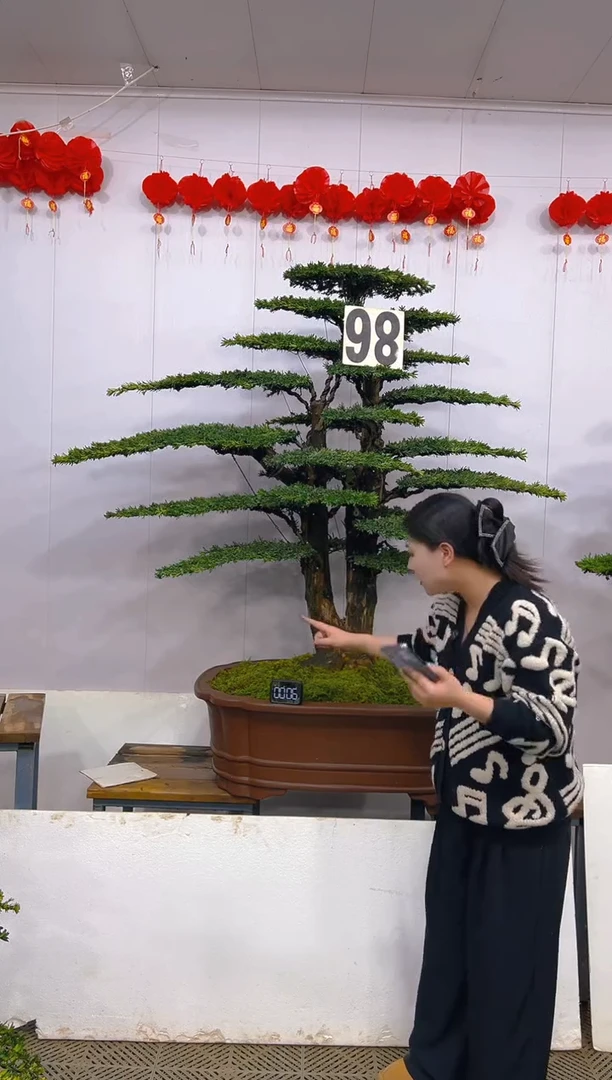 【闪购商品】盆景1