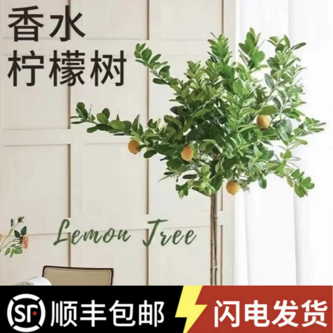 【顺丰包邮】四季香水柠檬树带花1.5-1.6M室内家居新手好养盆栽