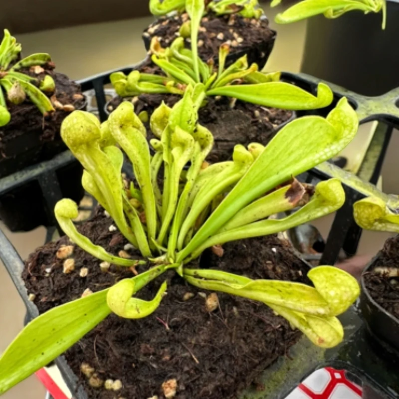 绿鹦鹉，食虫植物室内盆栽绿植植物盆栽捕蝇
