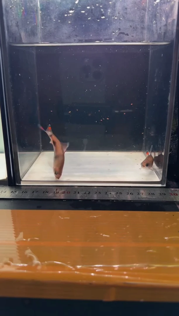 海水鱼小克里2222