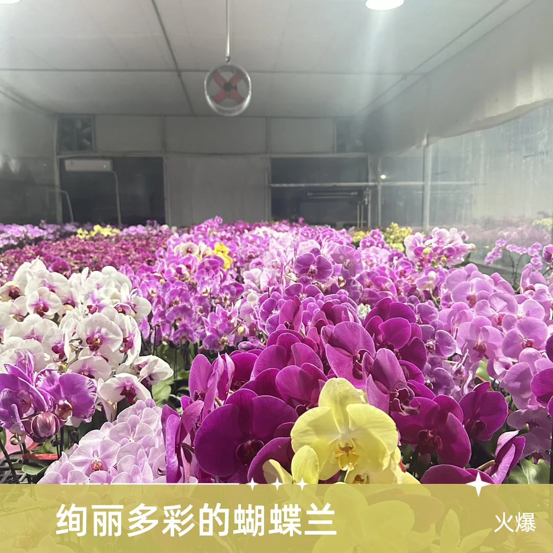 蝶飞来【随机两颗小花】 不配盆 随机小花蝴蝶兰不定颜色不包售后