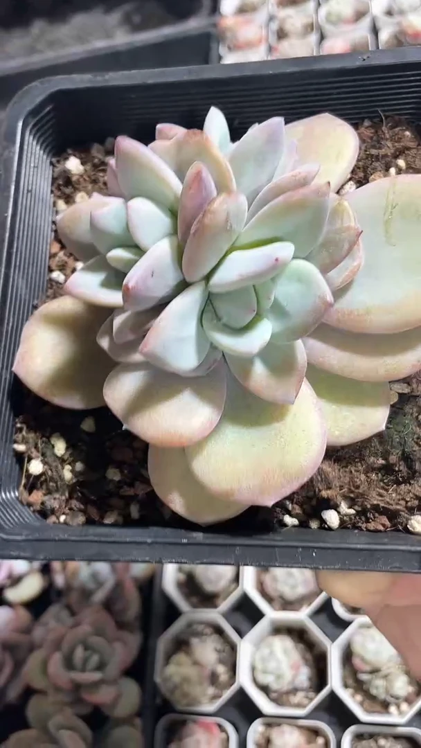 【闪购商品】685多肉