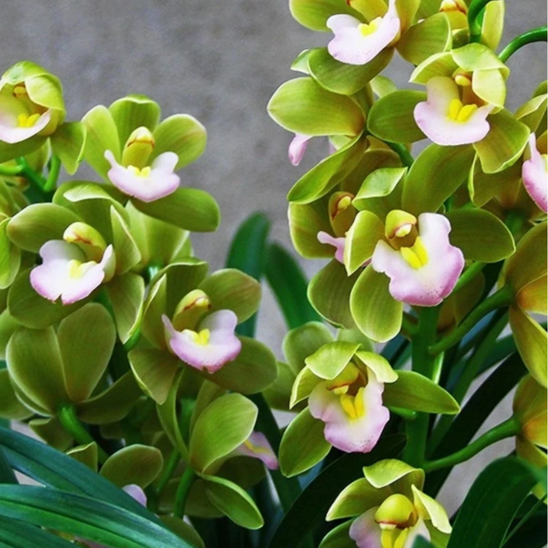 带2-3支花剑好养易活香水香兰带盆带底座基地直发四季开花年宵花