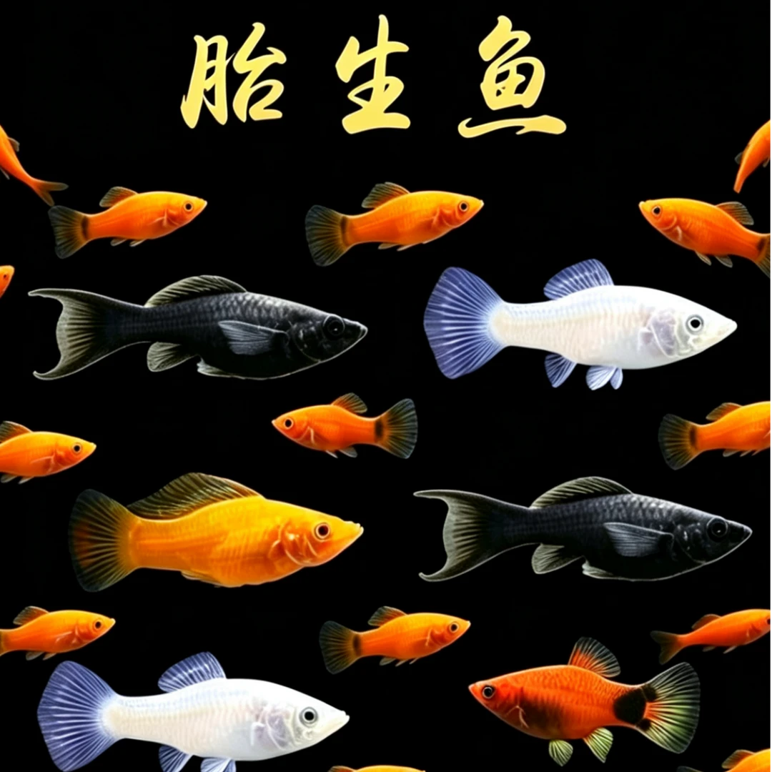 胎生鱼玛丽鱼三色玛丽米奇热带小型鱼好养观赏性高
