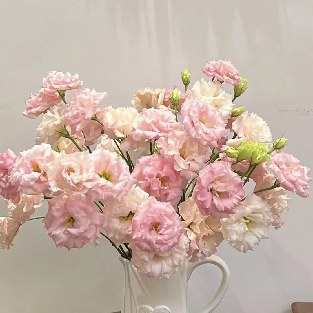 次日达冰激凌洋桔梗鲜花云南现摘花束客厅高档摆设顺丰发货