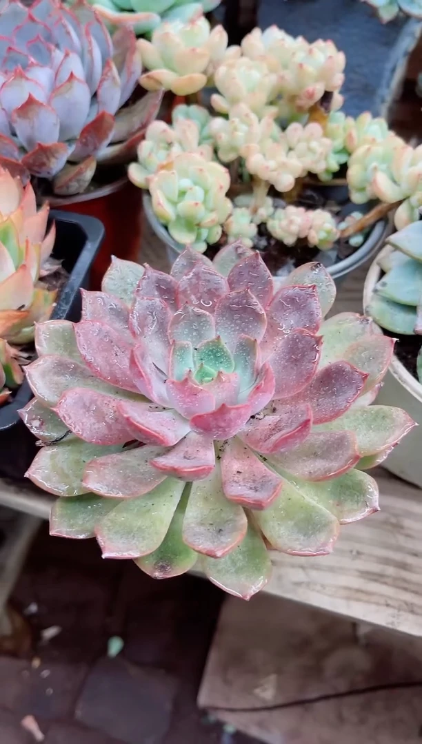 梦***憾100012多肉植物一物一拍