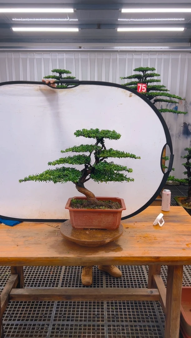 无花朵精品盆景直播间一物一拍