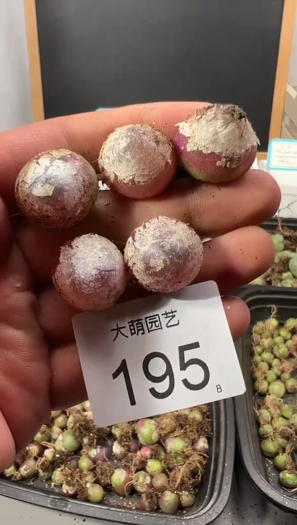 【闪购商品】++++195以下1颗