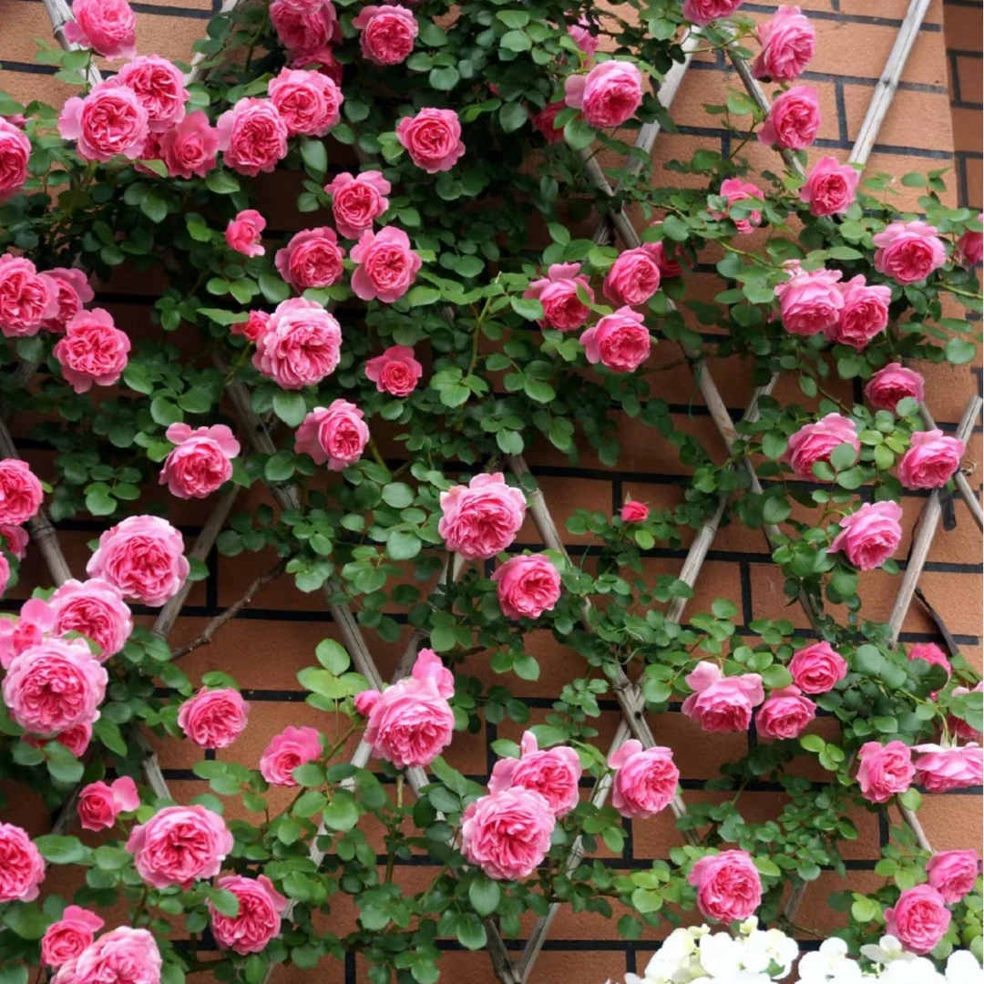 《粉色达芬奇》多季节开花机器花期长花量大月季花藤本
