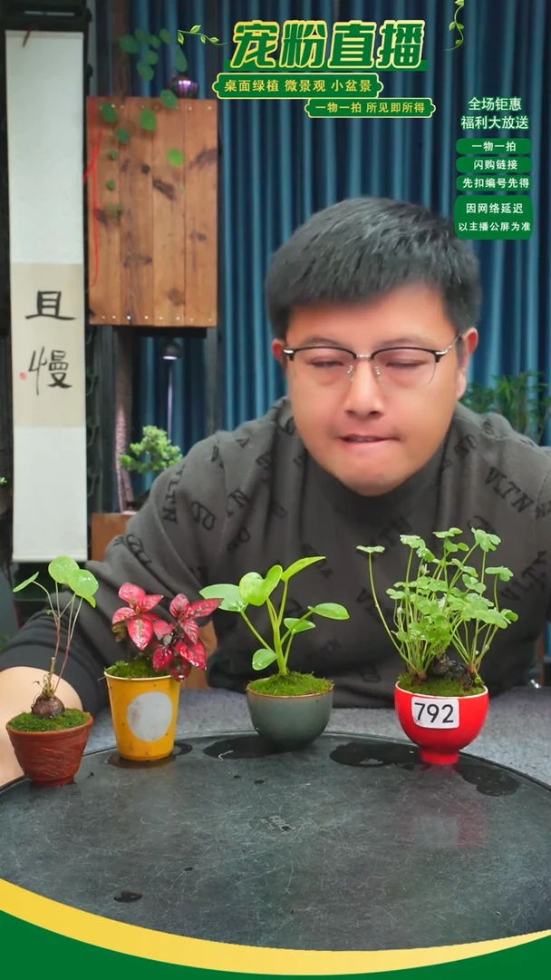 无花朵青苔藓微景观792号