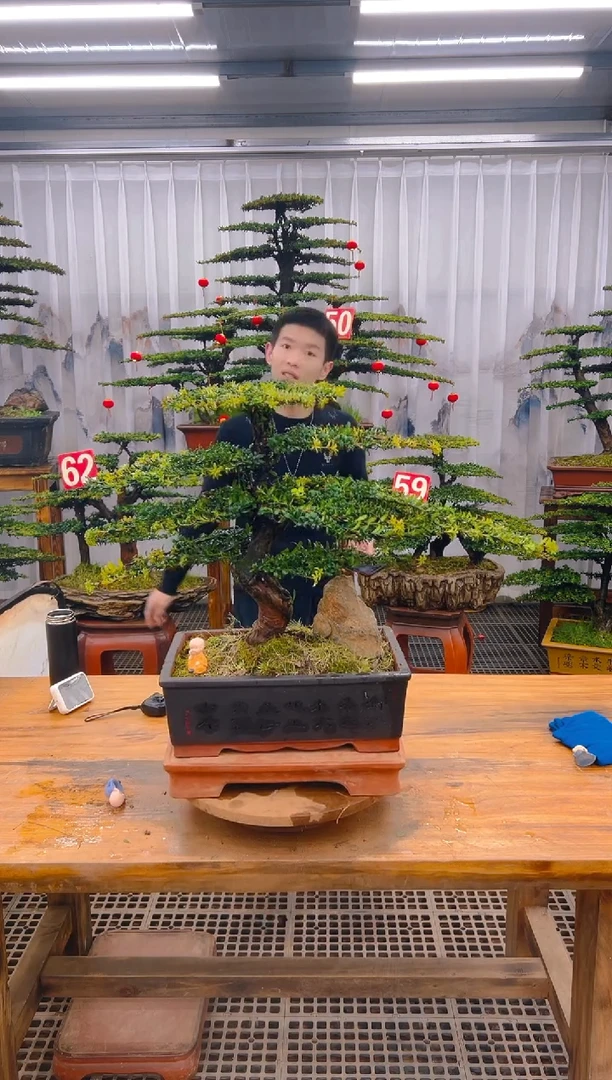 【闪购商品】紫砂精品盆景直播间一物一拍