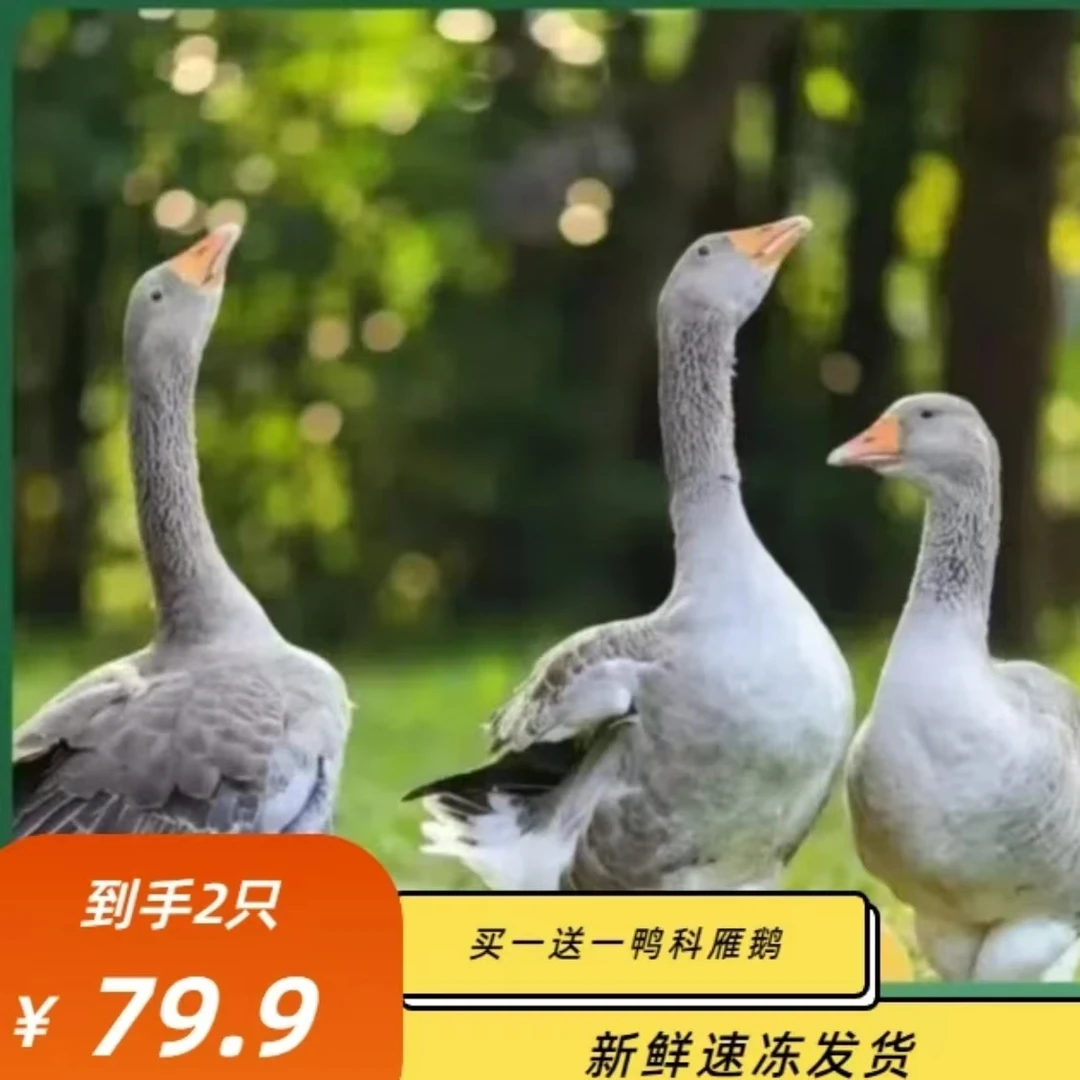 （顺丰）买1送1散养大雁鹅12斤带腿带翅膀内脏除舌头珍宰杀后8-9斤