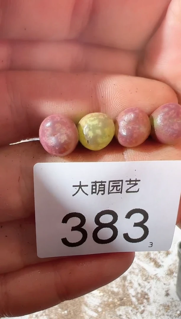 【闪购商品】++++383