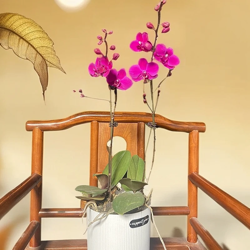 满天红 蝴蝶兰 单花间带原土营养液 带花带花间两颗以上带盆