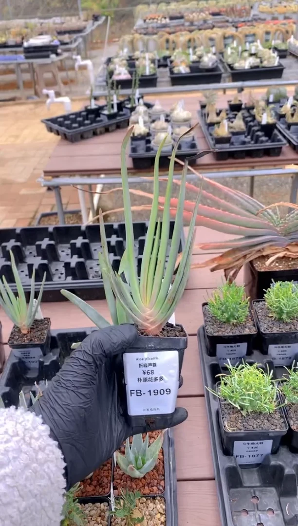 【闪购商品】折扇芦荟FB-1909