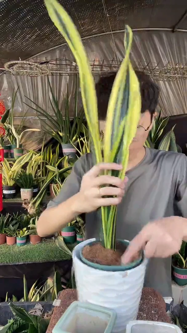 曲叶黄金带盆土26.8